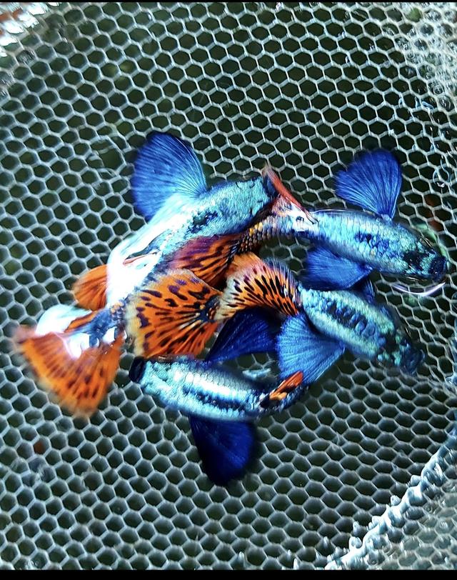 ขายปลาหางนกยูงคัดเกรด