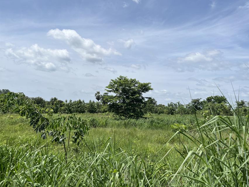 ที่ดินสวนป่า สร้างรายได้ อู่ทอง สุพรรณบุรี ขนาด 10 ไร่  13