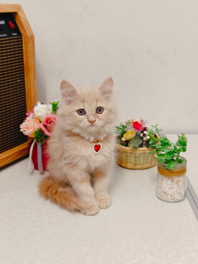 แมว scottish ขนยาว สีขาว รูปที่ 3