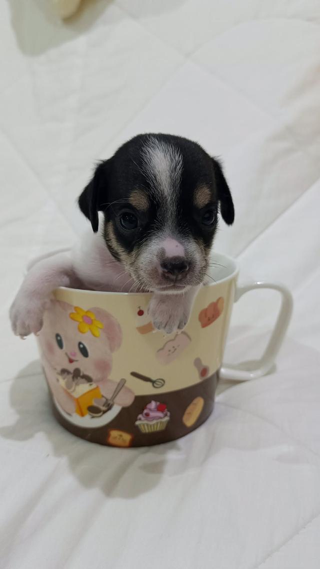 ชิวาวาขนสั้นน่ารัก..
