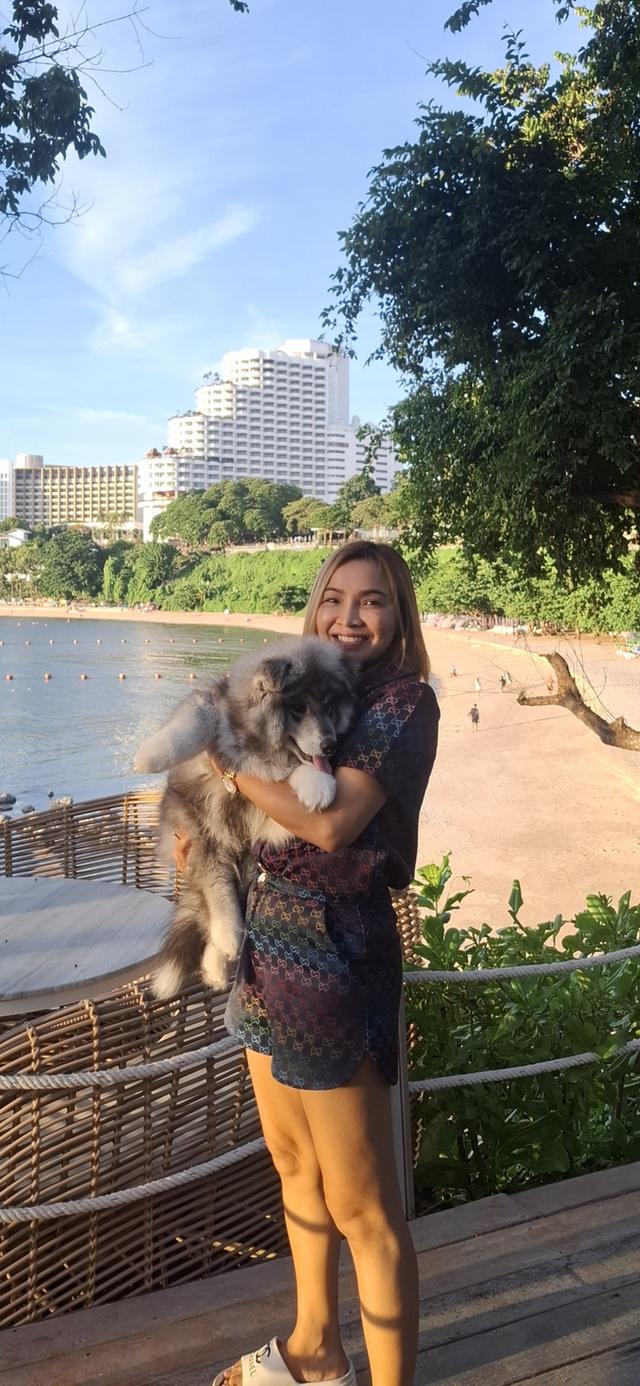 น้องหมา 10