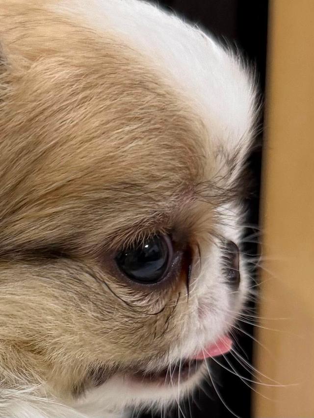 chihuahuathailandชิวาวาไทยแลนด์เกรดสวย รูปย่อยที่ 2