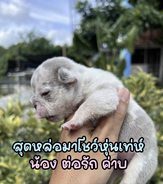 เฟรนช์บลูด็อก ไลแลคเมอร์แทน ไลแลคแทน