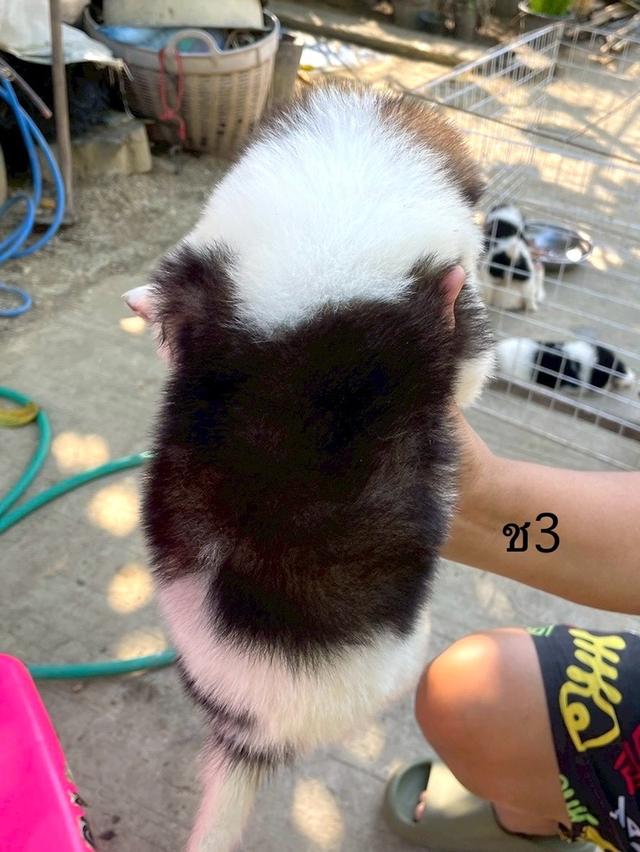 ลูกสนุัข พันธุ์บางแก้ว 10