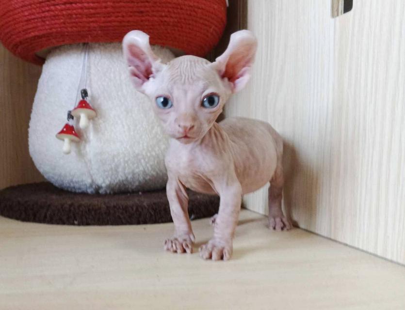 30.แมวดเวล/เพศผู้ หาบ้าน Dwelf Cat/Male looking for a new home 7