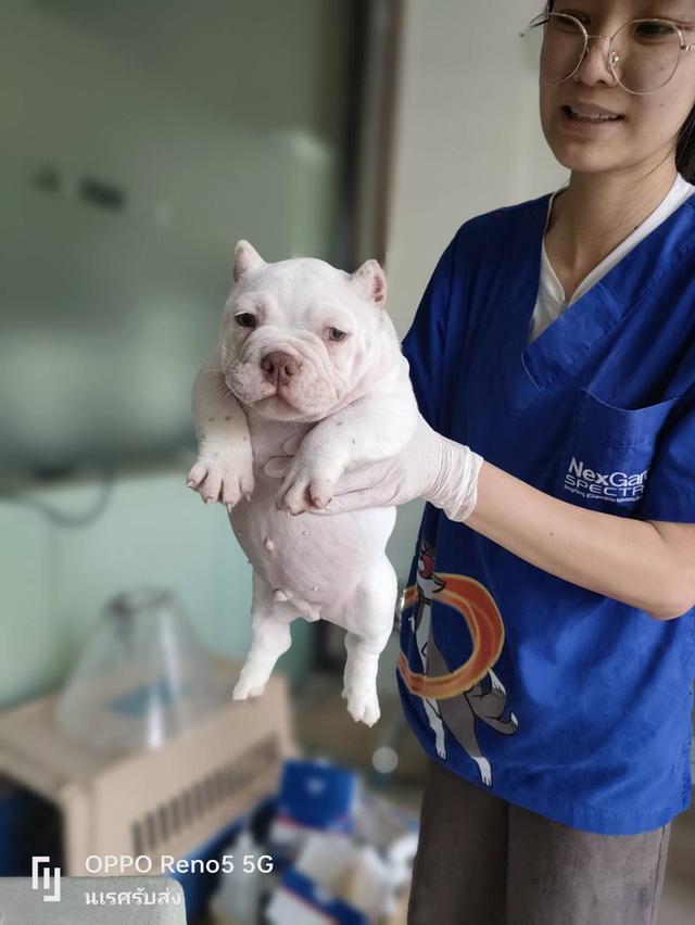 🐶 #บริการรับส่งสุนัขและแมวเท่านั้นทั่วไทยมีรถทุกวัน 📲 0867441143 นเรศ ID LINE : 0867441143 รับลงเครื่องส่งอยู่ต่างจังหวัดเดินทางด้วยรถไฟฟ้าแยกบล็อค รูปที่ 5