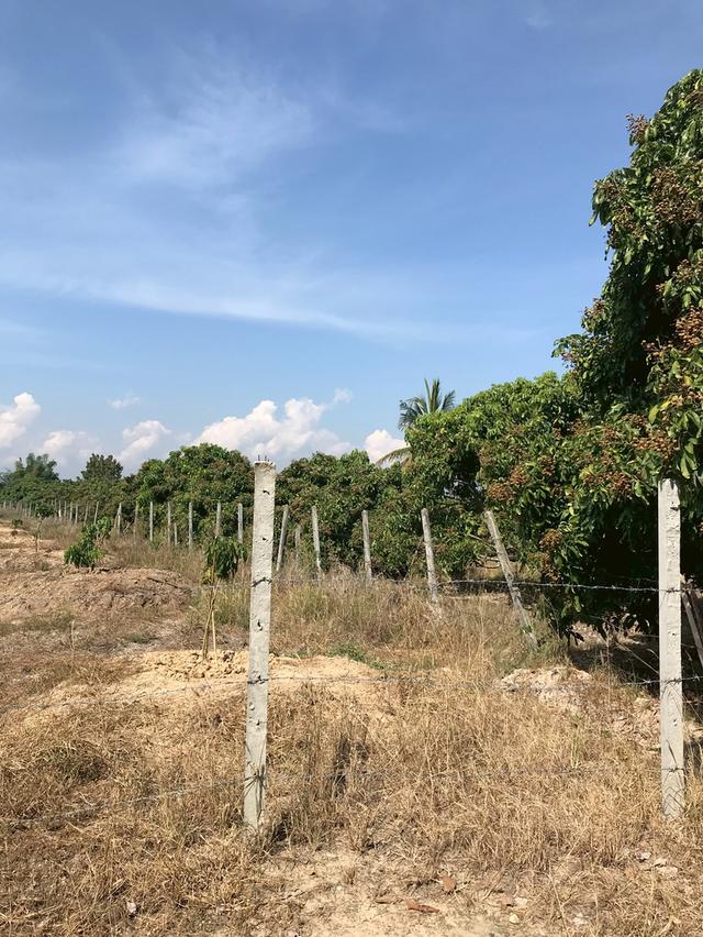 ขาย ที่ดินสวนลำไย 4ไร่ 99ตร.ว. อ.ดอยหลวง จ.เชียงใหม่ 6