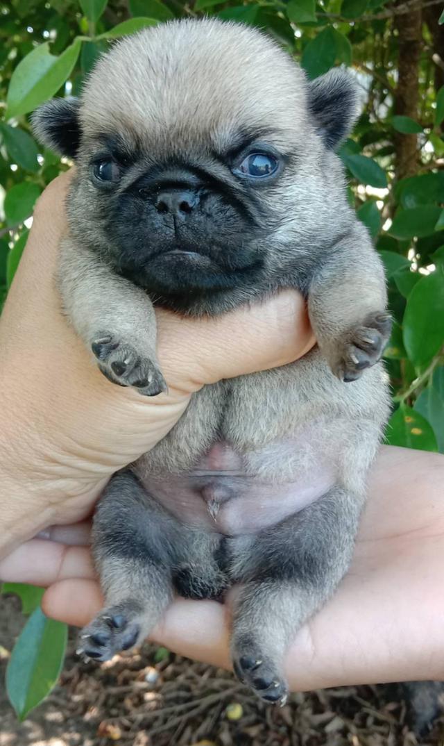 ปั๊ก เพศผู้ พร้อมเปิดจอง รูปที่ 2