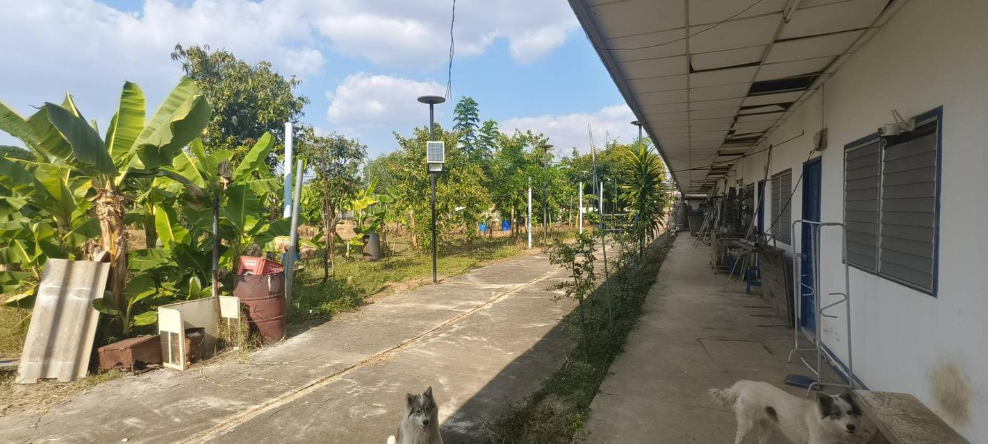 ที่ดิน 3 ไร่ พร้อมหอพัก 10 ห้อง ทำโครงการได้ ติดเส้นหลักบ้านกลาง 2