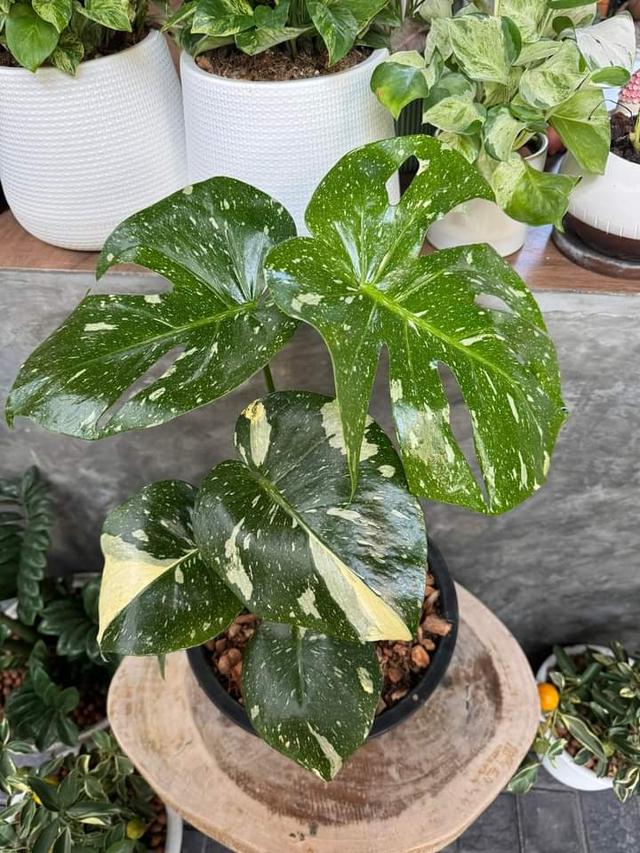 Monstera Thaicon  2