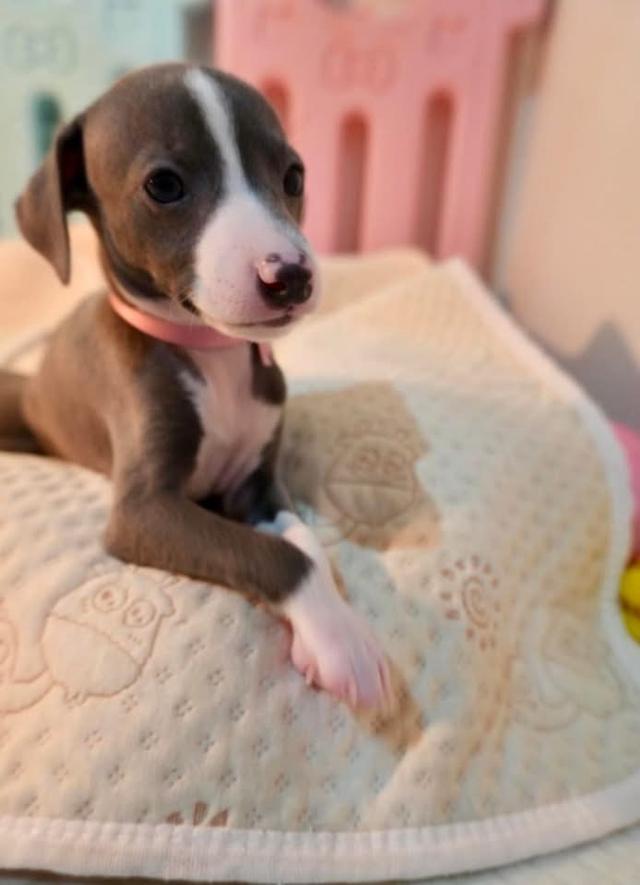 ลูกสุนัข Italian Greyhound เพศหญิง 4