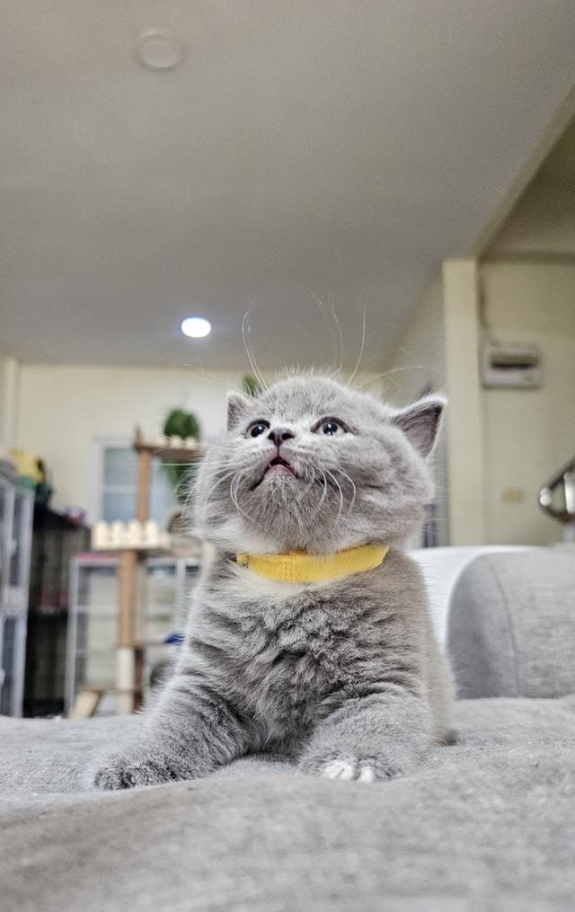 บริติช สก็อตติช แมวน้ำน้อย รูปที่ 9