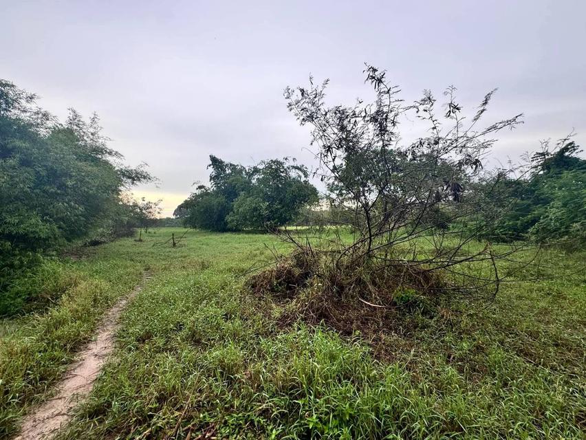 ขายที่ดินเปล่า 4-2-50 ไร่ ทำเลศักยภาพ ติดคลองกระเฉท น้ำไหลตลอดปี ใกล้นิคมอุตสาหกรรม ต.มาบข่า ระยอง 14