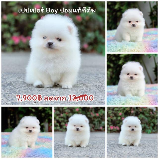 ปอมเมอเรเนียนแท้ สีขาว พิกัดรามอินทรา