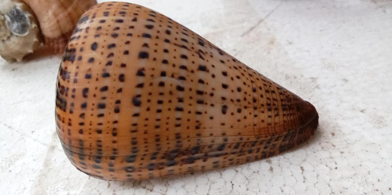 เปลือกหอยสวยงาม สระสม