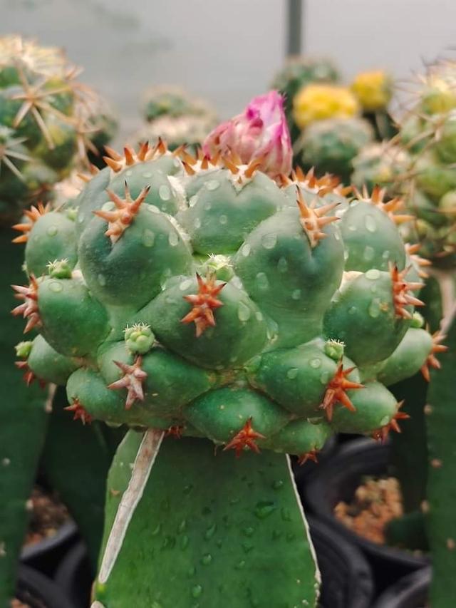 แคคตัส Coryphantha elephantidens CV Titav 3