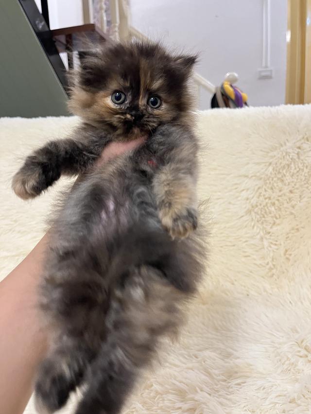 แมวเปอร์เซีย 😊🤭😆😁่ี่ 17