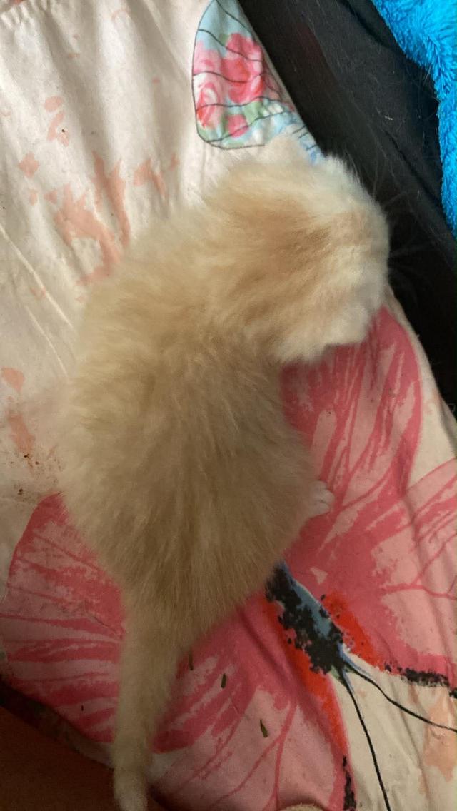 แมวสก๊อตติช หลานชายคอกสุดท้าย รูปที่ 6