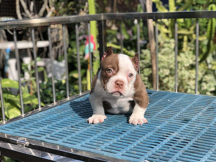 บูลลี่เพศเมียอายุ2เดือน รูปที่ 4