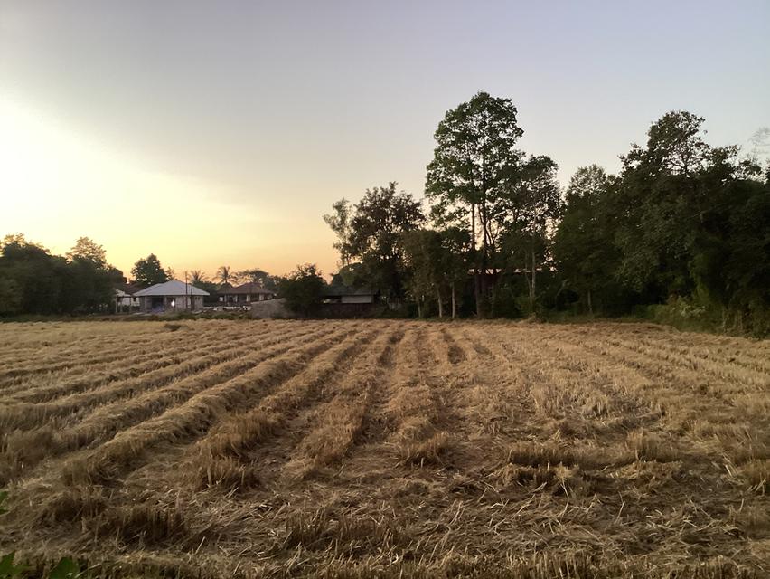 ขายที่ดินติดโครงการจัดสรรในเมืองนครพนม 6