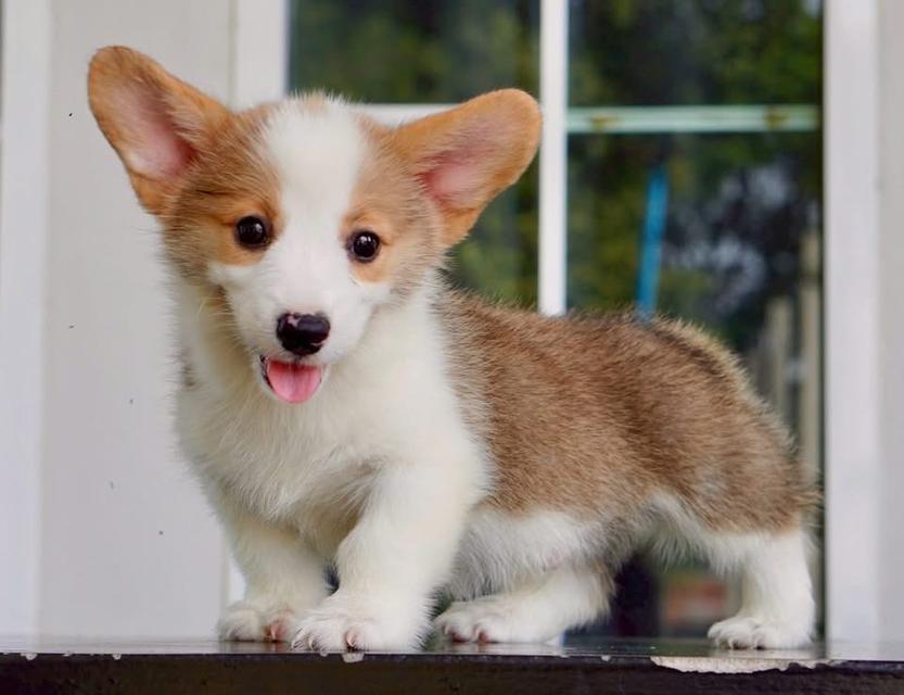 คอร์กี้ corgi  2