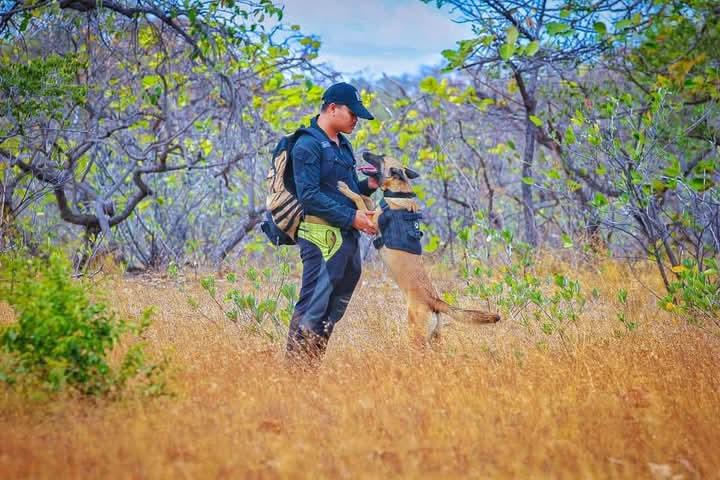 เปิดจอง Belgian Malinois แท้ 3