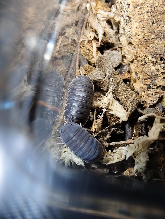 isopod ไอโซพอด Murina Sp. เซ็ต 10 ตัวแถม 5 รูปย่อยที่ 2