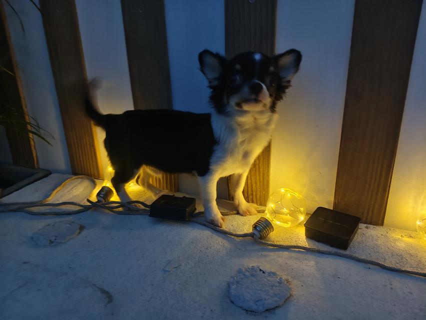 chihuahua ชิวาวาเชียงใหม่