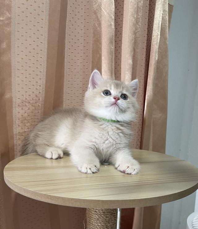 สัตว์เลี้ยงสุนัขและแมว