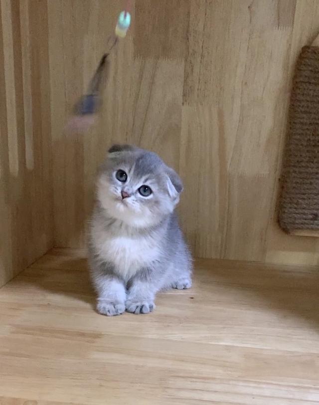 : Scottish Fold เด็กหญิง Blue Golden Shaded พร้อมใบเพ็ด SCFC