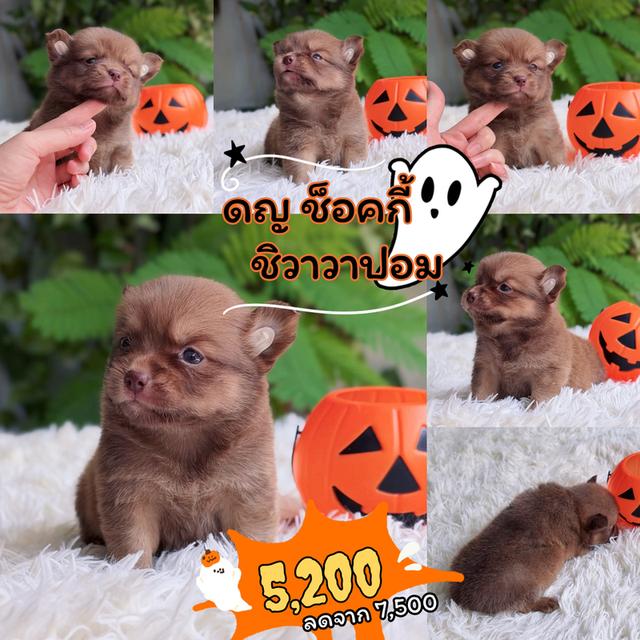 ชิวาวาผสมปอม พร้อมย้ายบ้าน รูปย่อยที่ 2