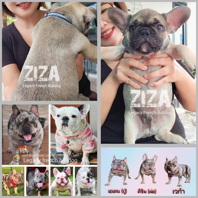 ZIZA สุนัขเฟรนช์บูลด็อก เพศผู้ สีเซเบิล 13