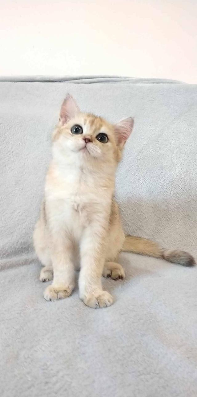 British Shorthair  7