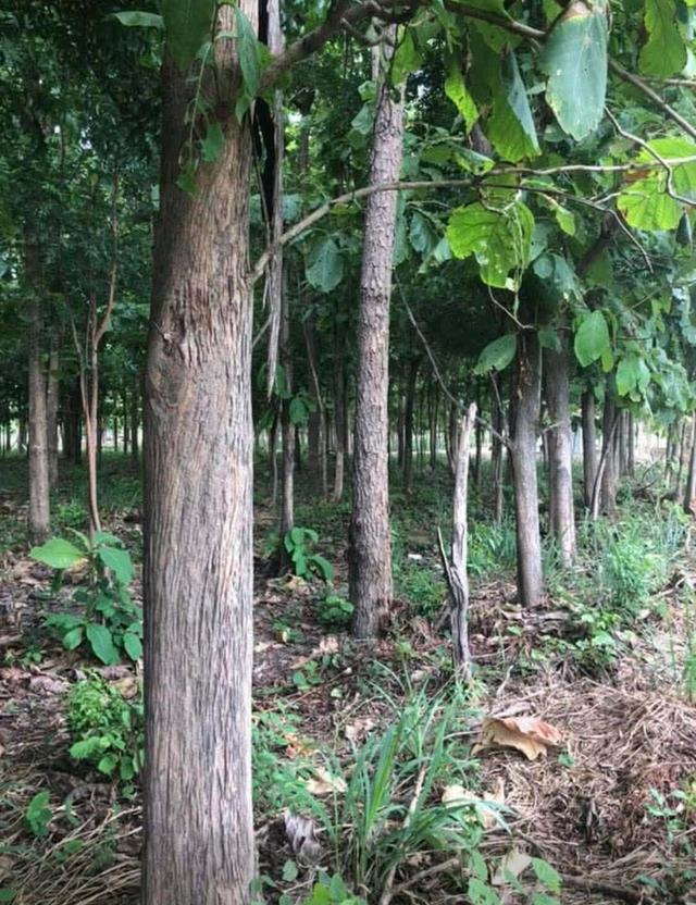 ที่ดินแบ่งขายสุพรรณบุรี 2