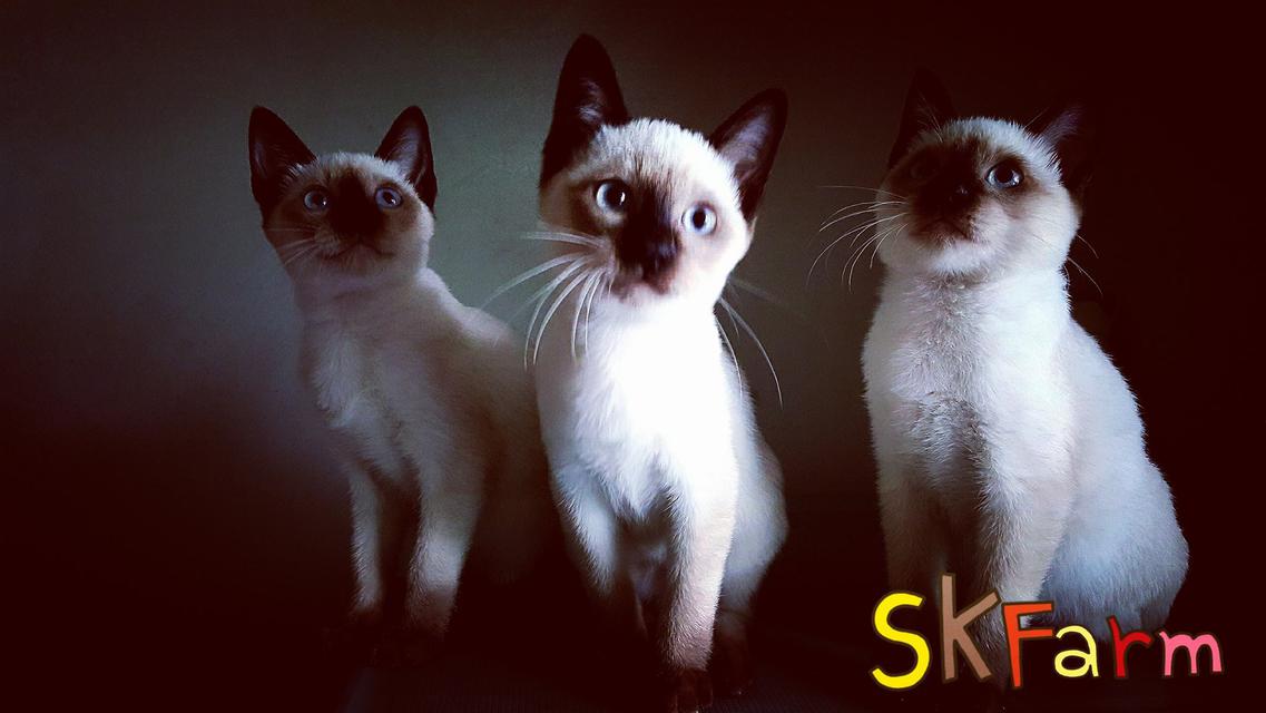 (เปิดจองลูก) ฟาร์มแมวมงคลไทยโบราณสายพันธุ์ไทยแท้ วิเชียรมาศ Siamese Cat (จดทะเบียนพาณิชย์ ) 2