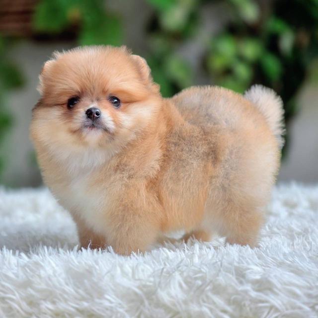 ปอมเมอเรเนียนแท้ เพศหญิง พร้อมย้ายบ้าน รูปที่ 7