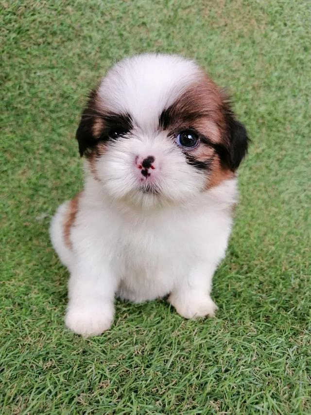 ชิสุห์เเท้ พร้อมย้าย 11