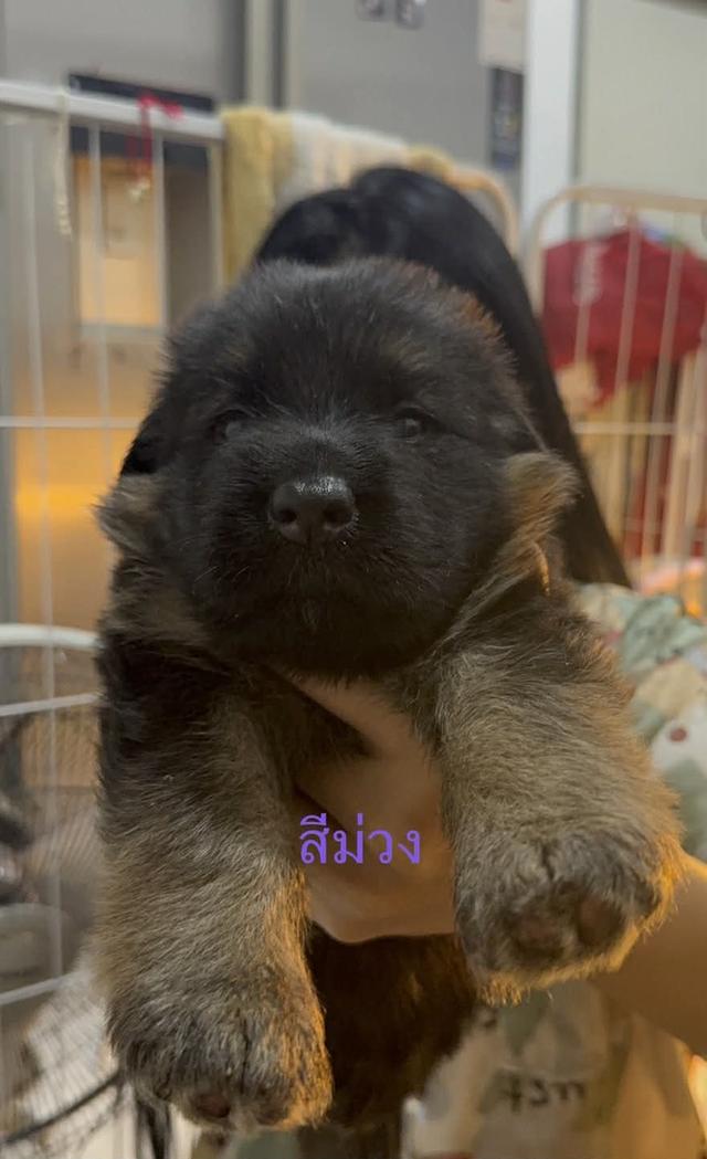 ลูกเยอรมันเชพเพิร์ด ขนยาว รูปที่ 3