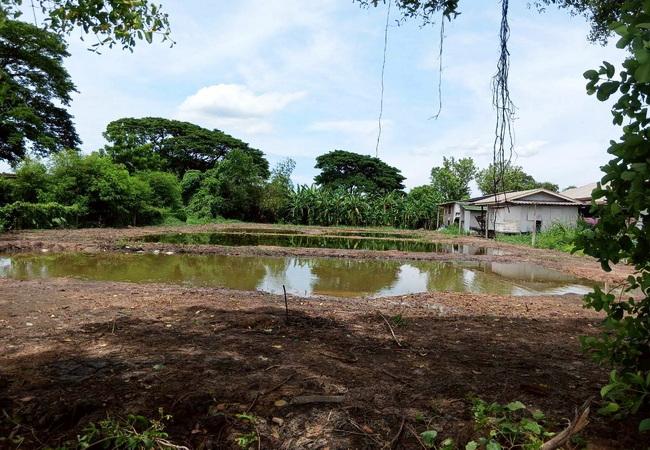 ขายที่ดิน ซอยมิตรไมตรี 14 ถนนมิตรไมตรี หนองจอก กรุงเทพ เนื้อที่ 1 ไร่ ถมแล้ว 5