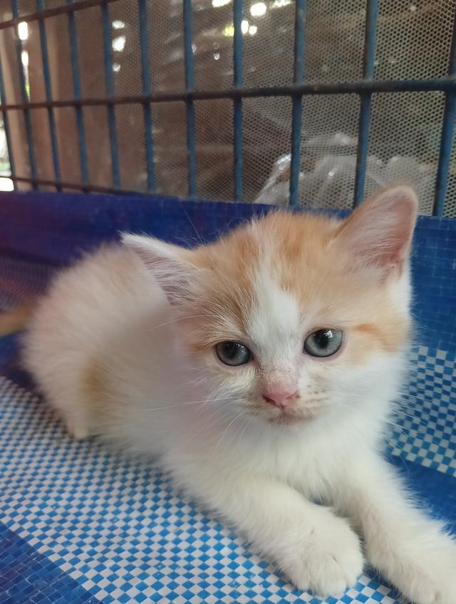 แมวสก็อตติช เพศเมีย น่ารัก รูปที่ 7