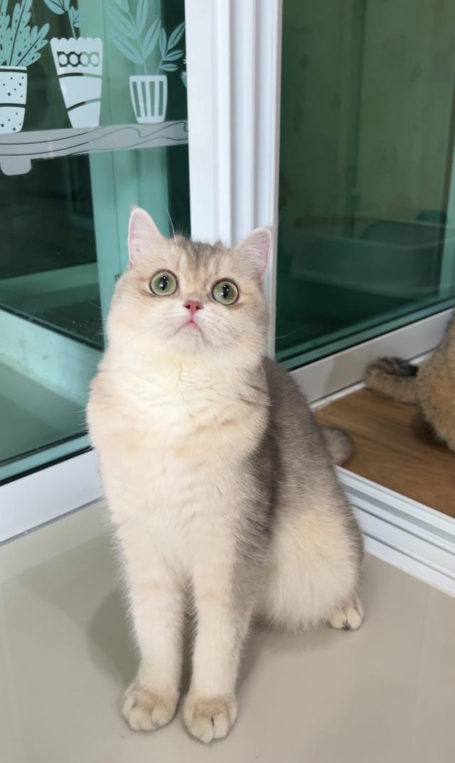 ดญ.บริติช(AY)พร้อมย้าย