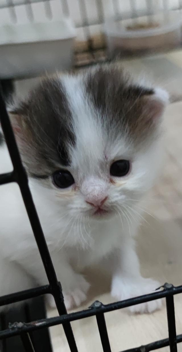 เปิดจองสกอตทิศ ตัวน้อยจ้า รูปที่ 2