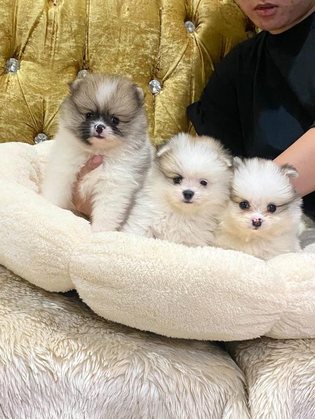 ลูกปอมแท้ น่ารัก สุขภาพดี มาดูตัวจริงได้นะคะ