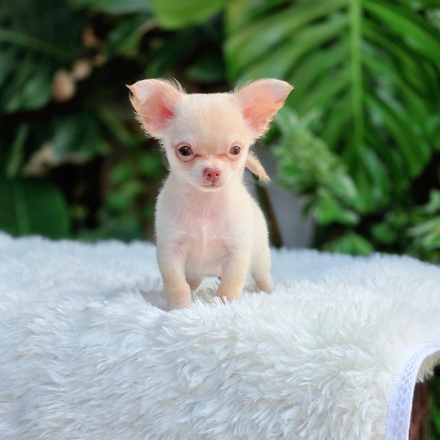 น้องคลอลินชิวาวาขนสั้นสีครีมไซส์เล็กอายุ2เดือนพร้อมแสบ