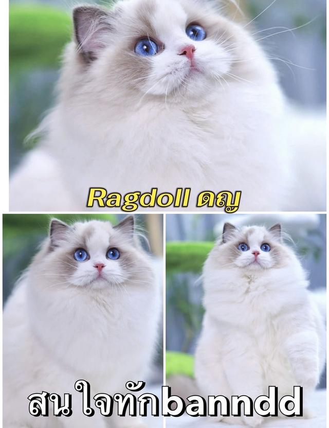 แมวRagdoll กทม นวมินทร์ทำวัคซีนตรวจโรคและสุขภาพให้ก่อนบ้านทุกคนทักด่วน:banndd