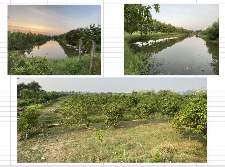 ที่ดิน บางพุทโธ ต.ตะลุง อ.เมือง จ.ลพบุรี 12ไร่2งาน มีสวน และบ้านพร้อมอยู่อาศัย 6