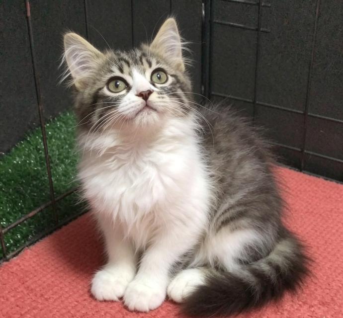 แมว scottish fold ลพบุรีสวยๆ