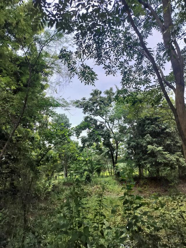 ที่ดินติดถนนสี่เลน ทางหลวง 227 10