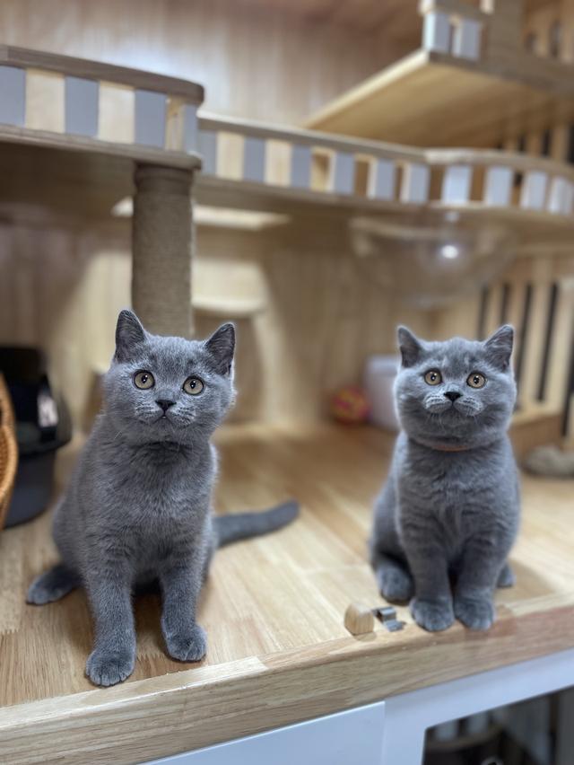 แมวมันช์กิ้นขายาว พร้อมย้าย 6