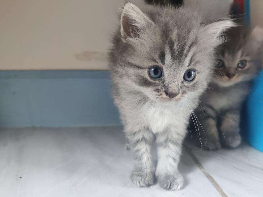 ลูกแมว อเมริกันเคิร์ลผสมบิสติช